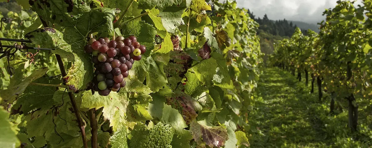 Sistema para tiendas de agroquímicos